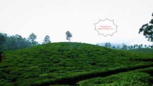 India's tea plantations