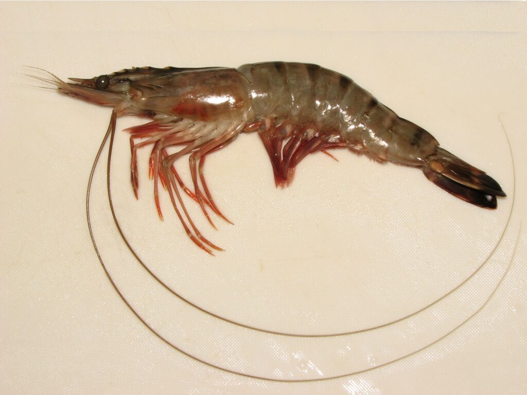 Image of shrimp