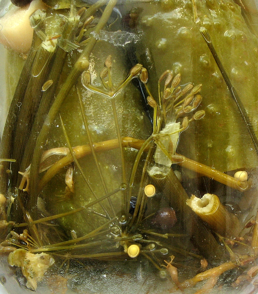 pickled cucumber