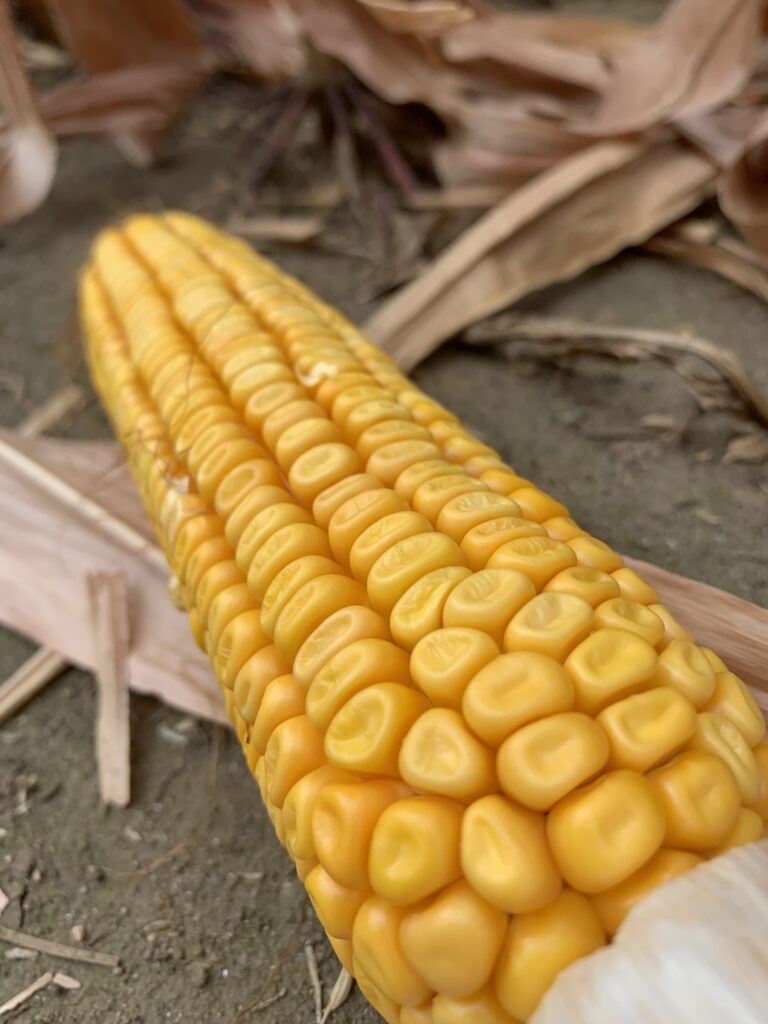 Maize image
