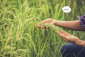 India's Agriculture Sector