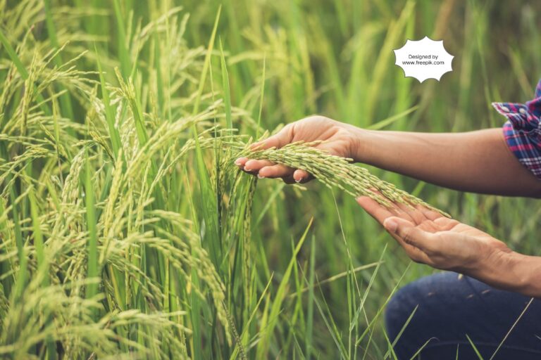 India's Agriculture Sector